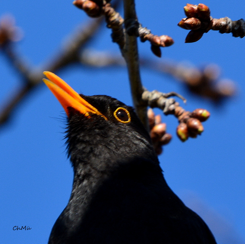 amsel