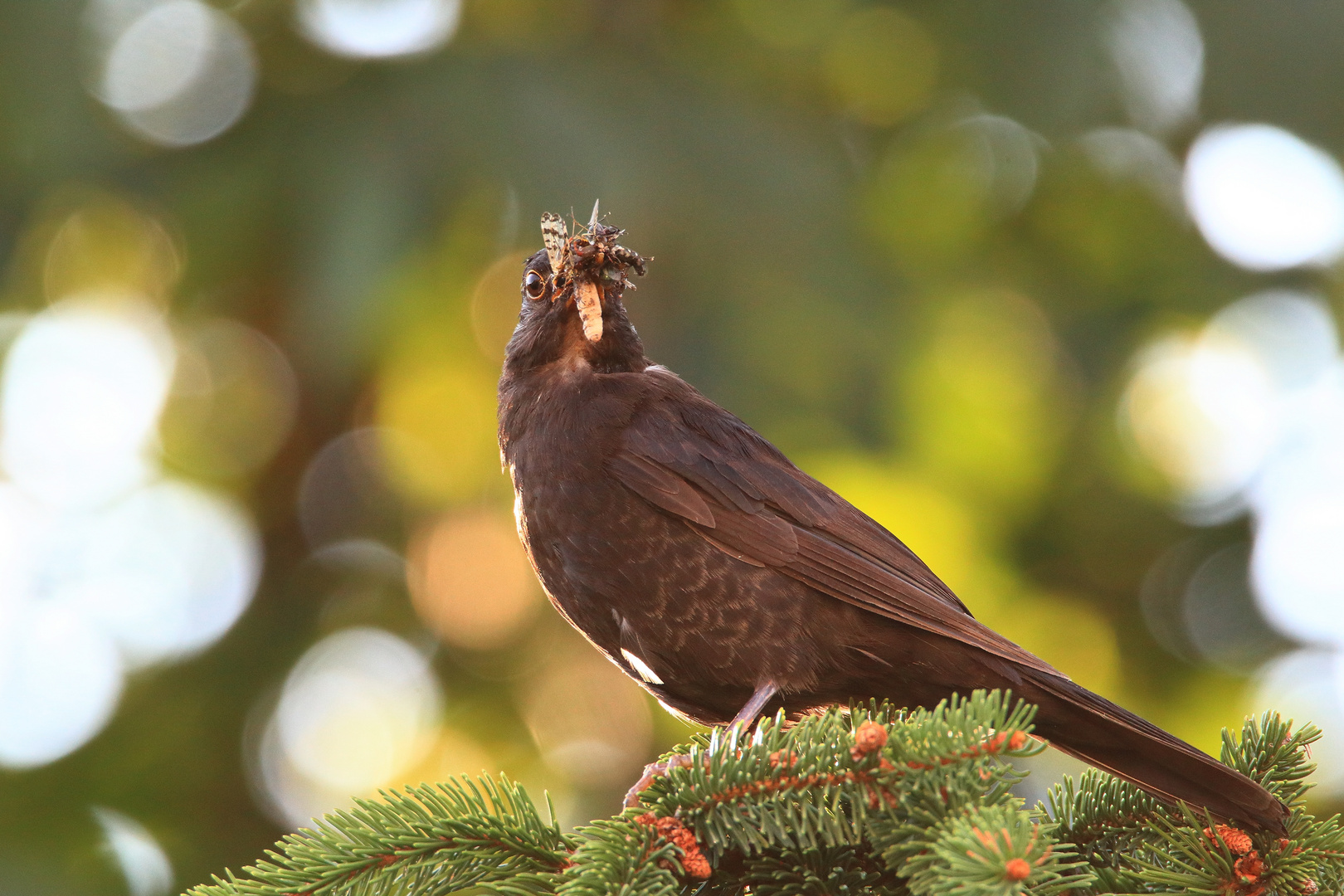 Amsel