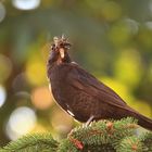 Amsel