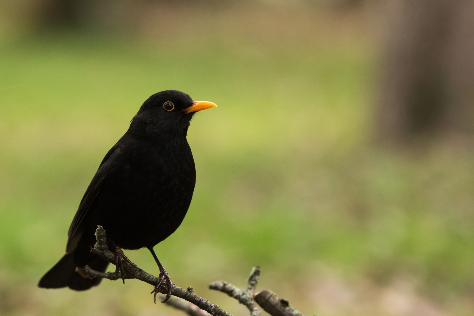 Amsel