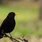 Amsel