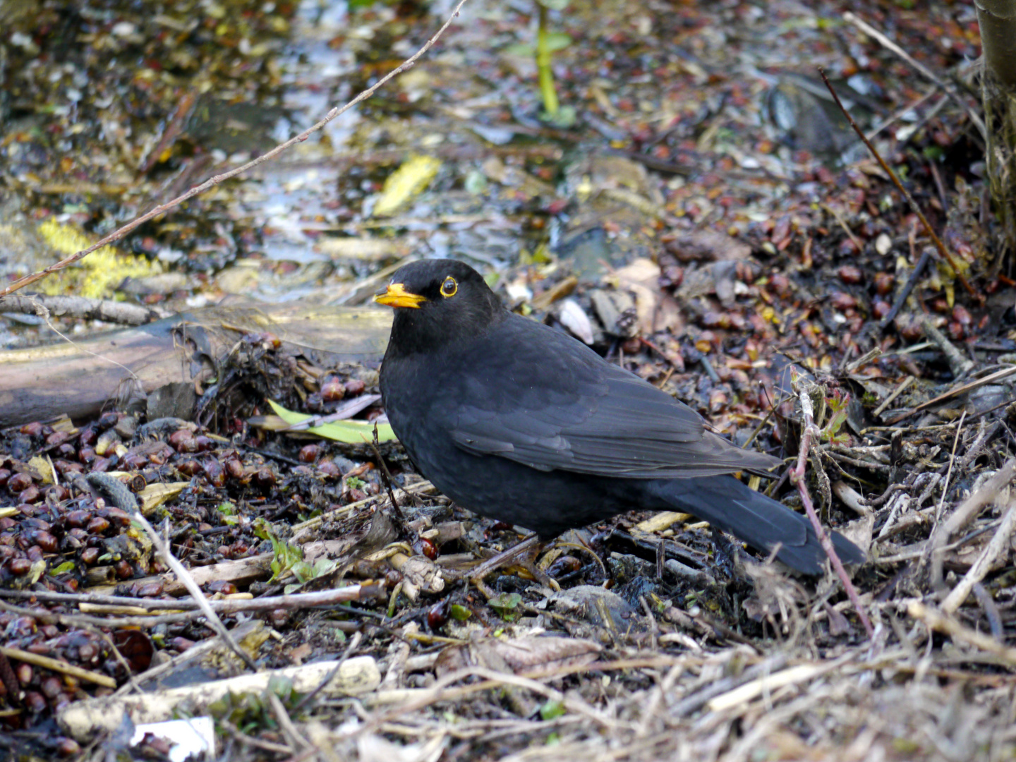 Amsel