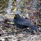 Amsel