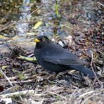 Amsel