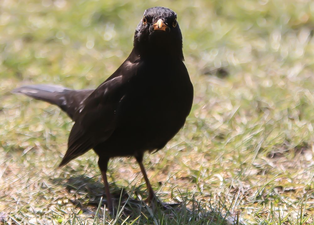 Amsel