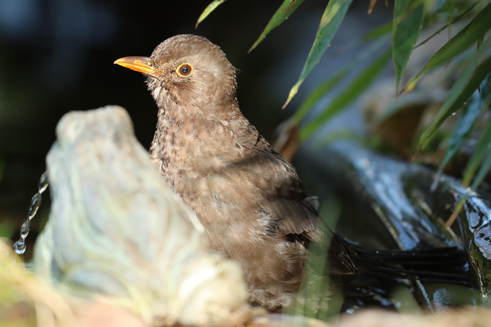 Amsel