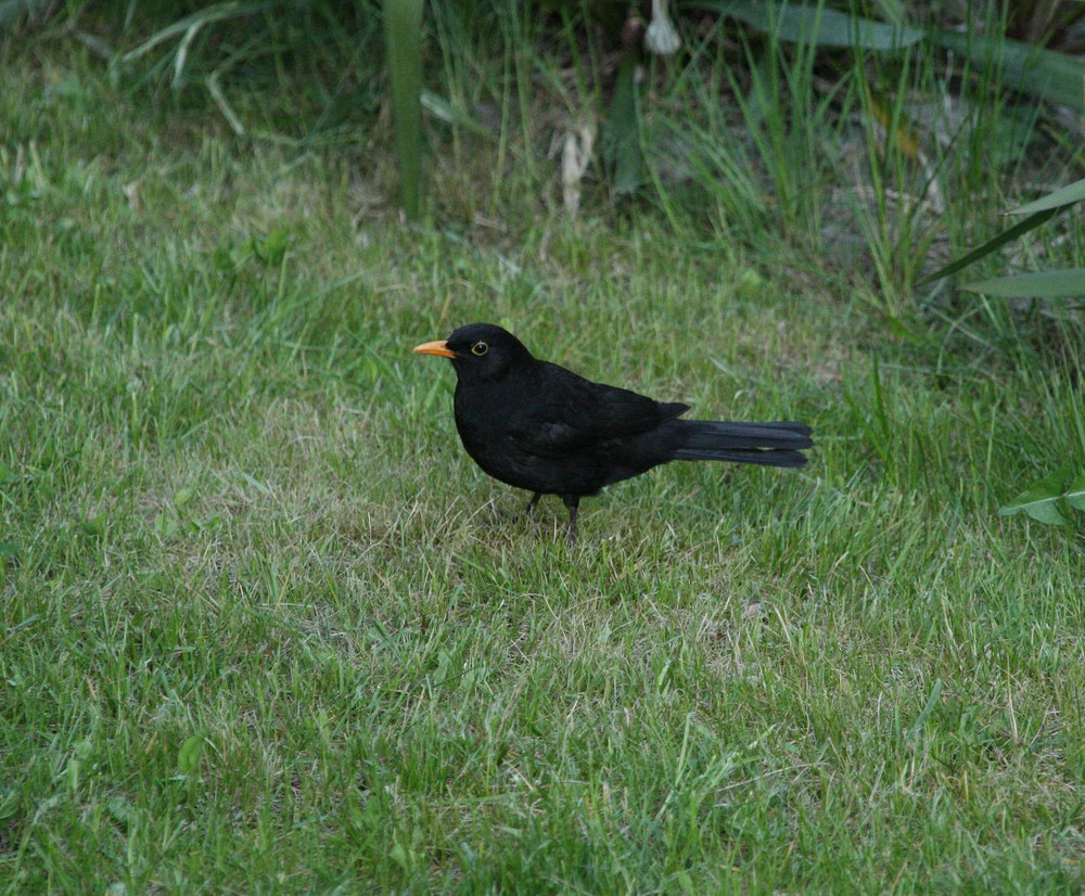 Amsel