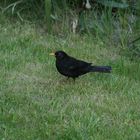 Amsel