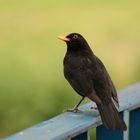 Amsel!