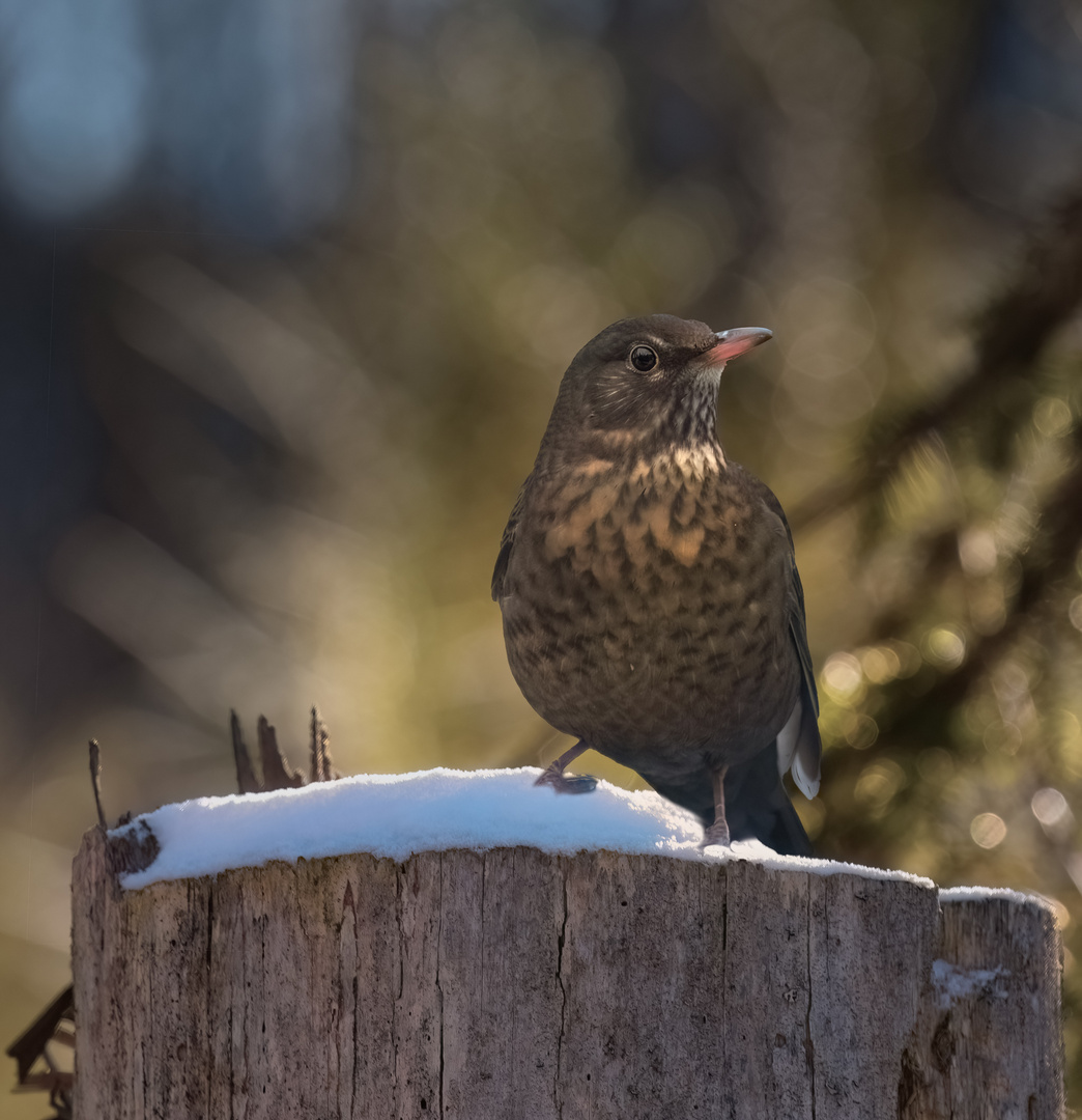 Amsel