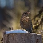 Amsel