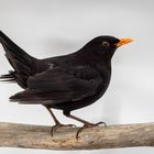 Amsel