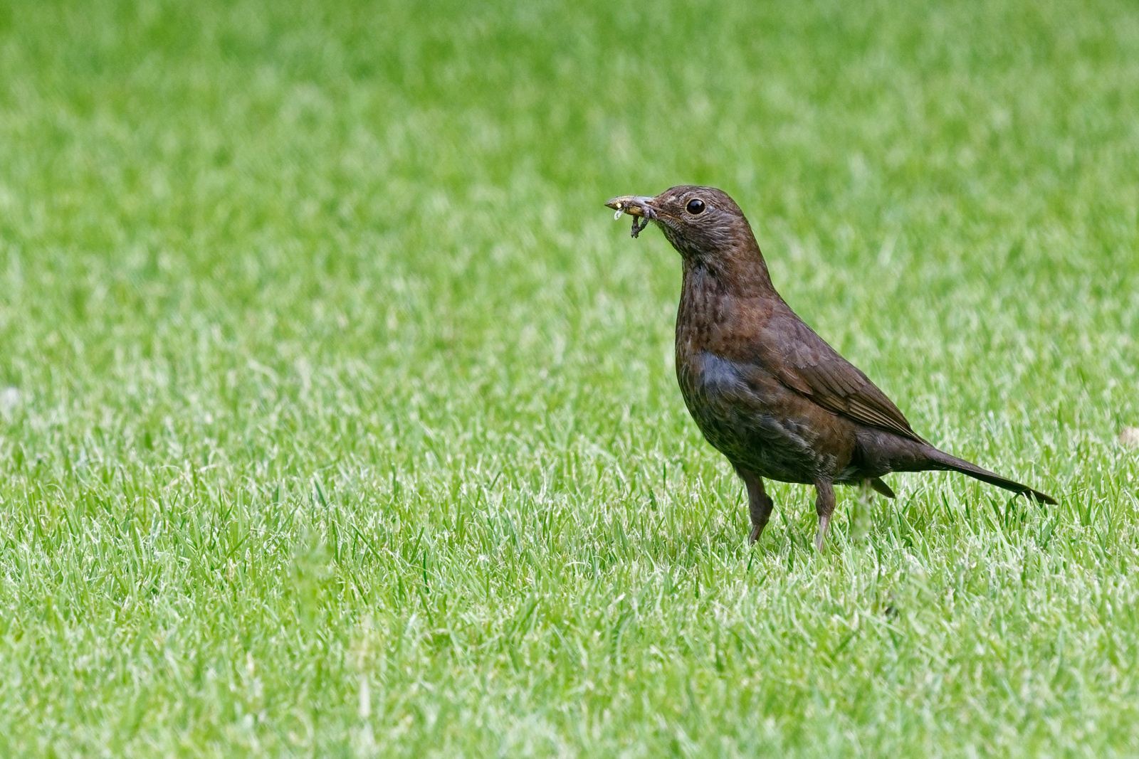 Amsel