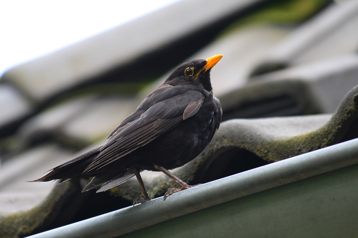 Amsel