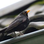 Amsel