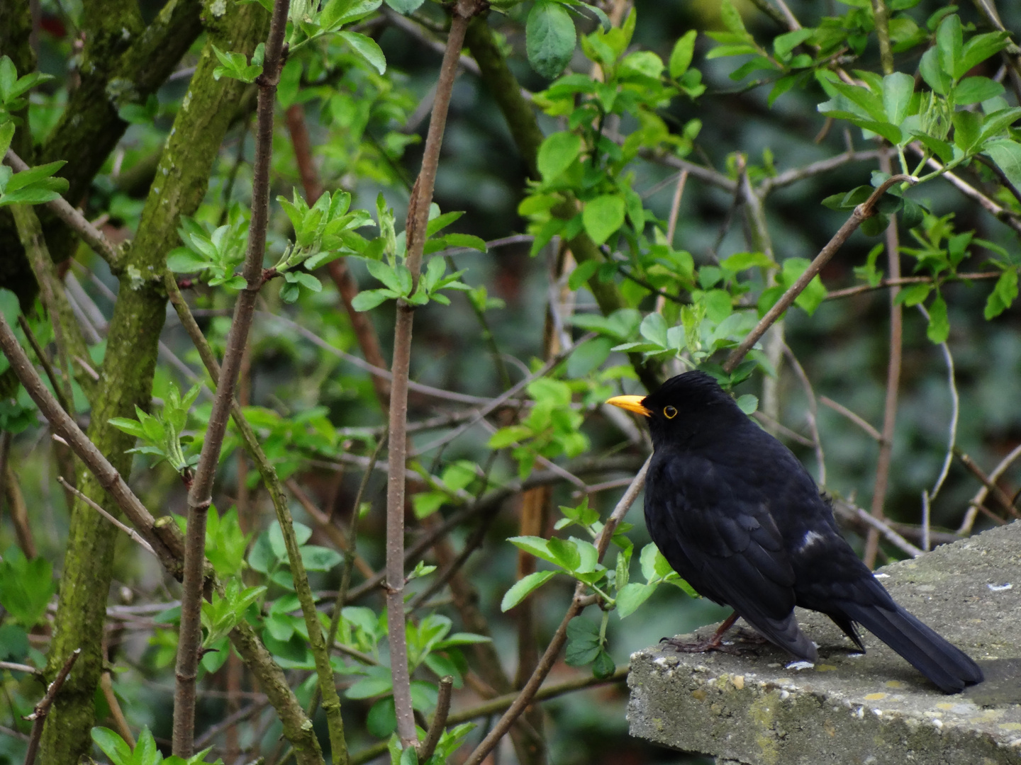 Amsel