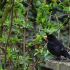 Amsel