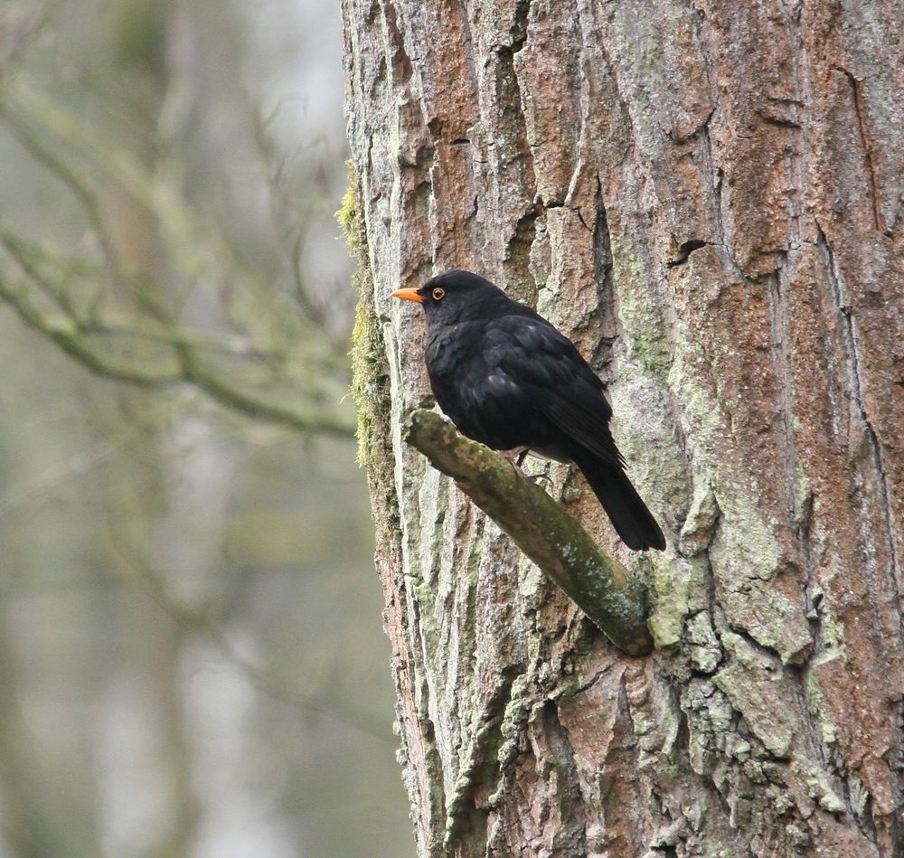 amsel