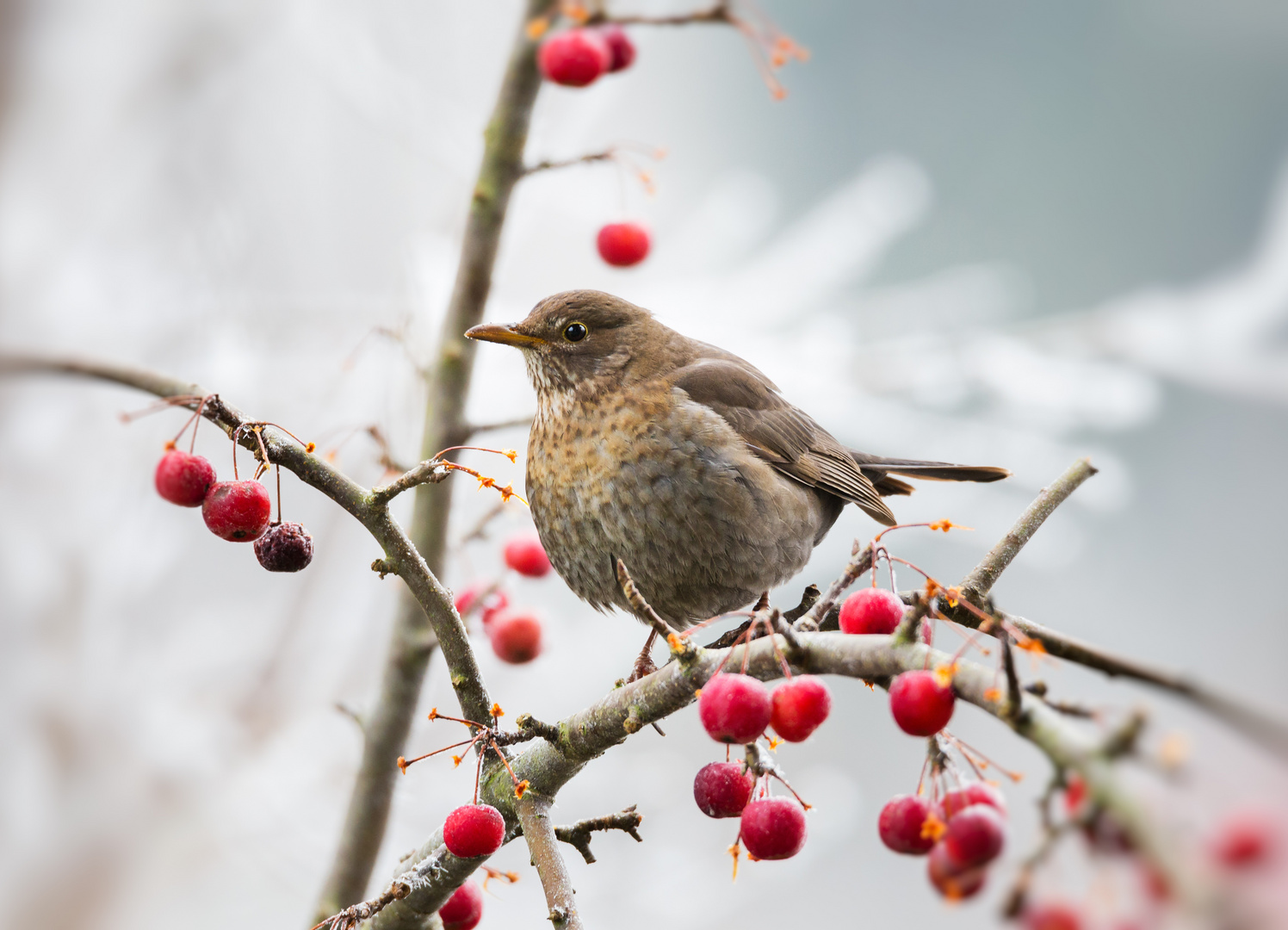 Amsel