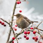 Amsel