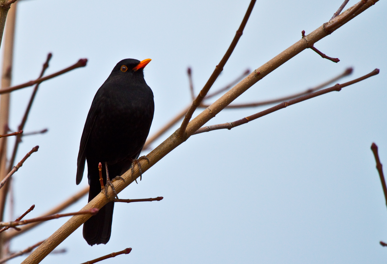 Amsel...