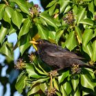 ....Amsel