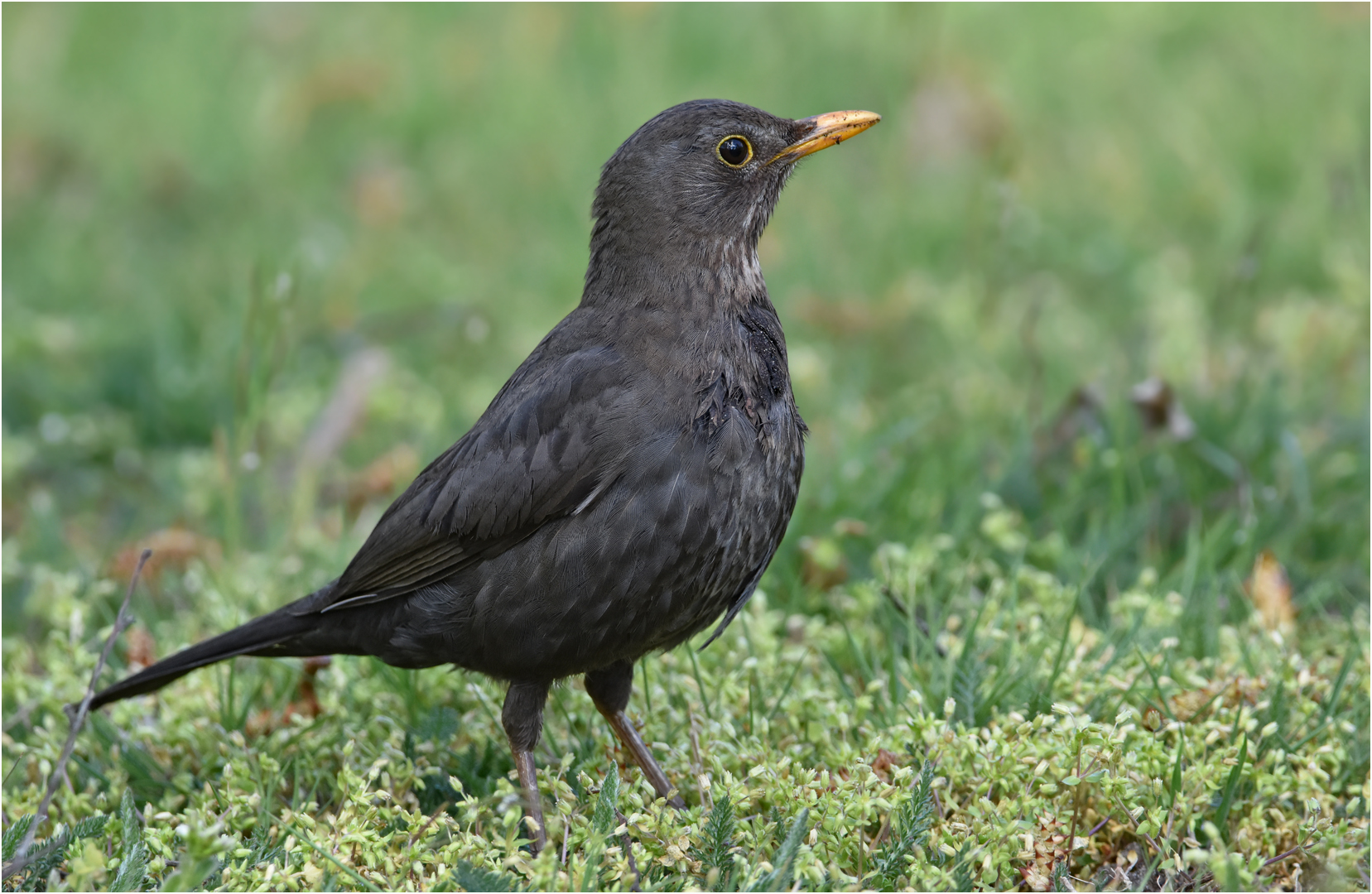 Amsel