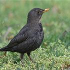 Amsel