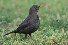 Amsel