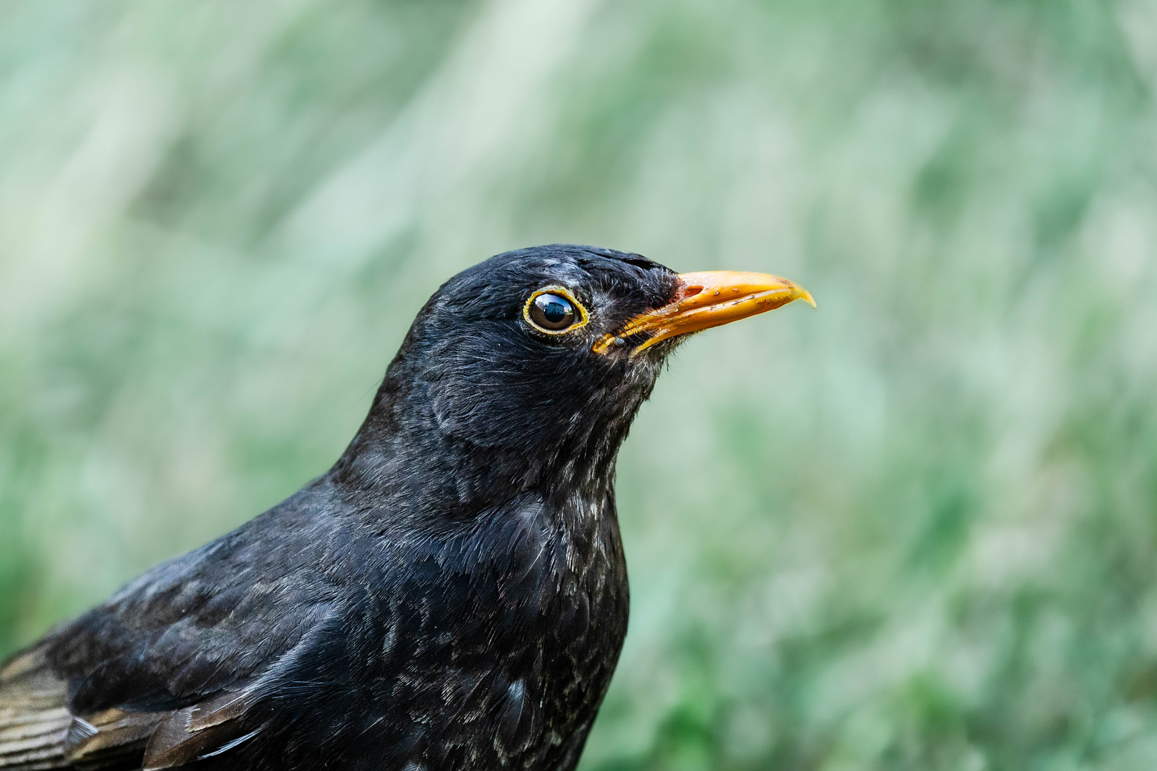 Amsel