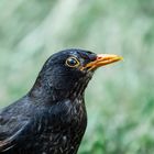 Amsel