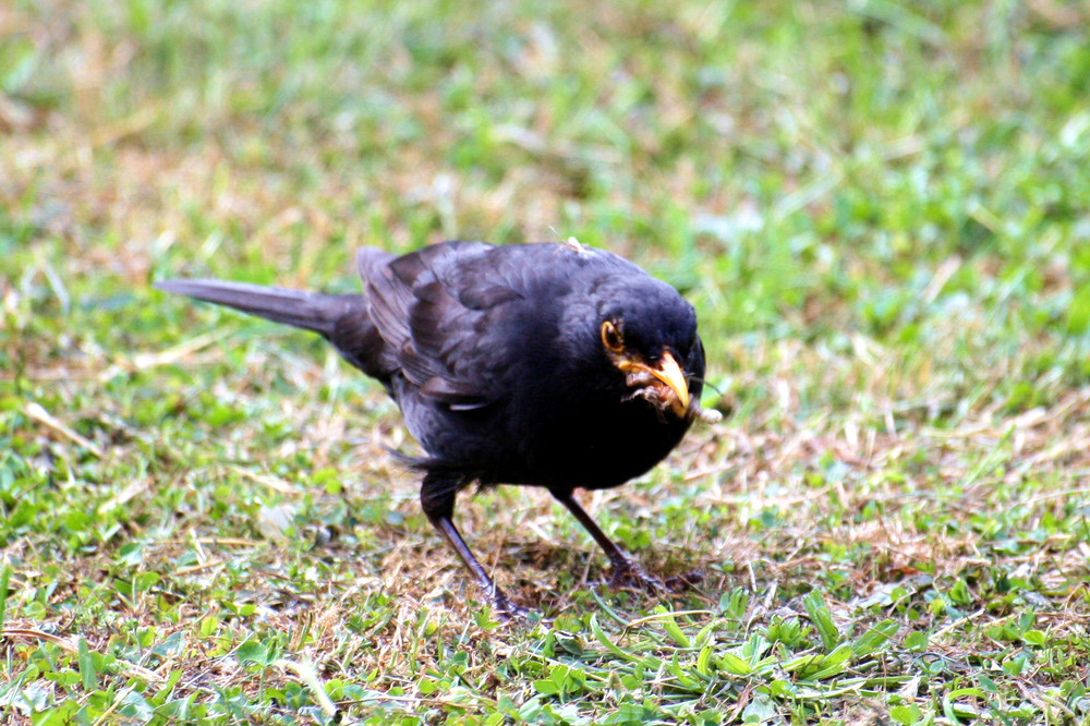 Amsel