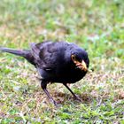 Amsel