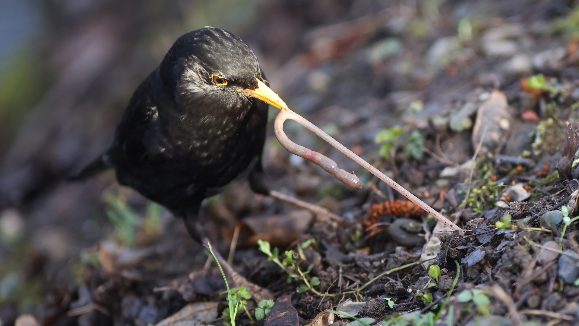 Amsel 