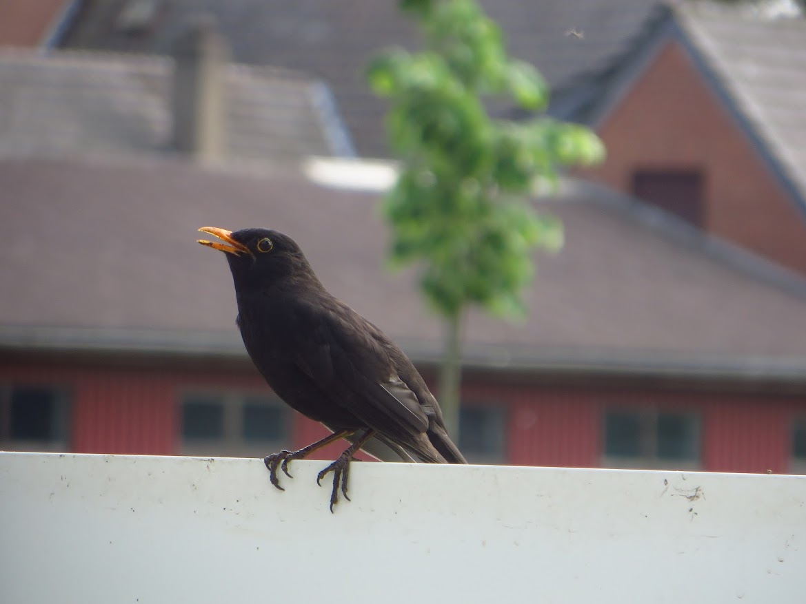 Amsel