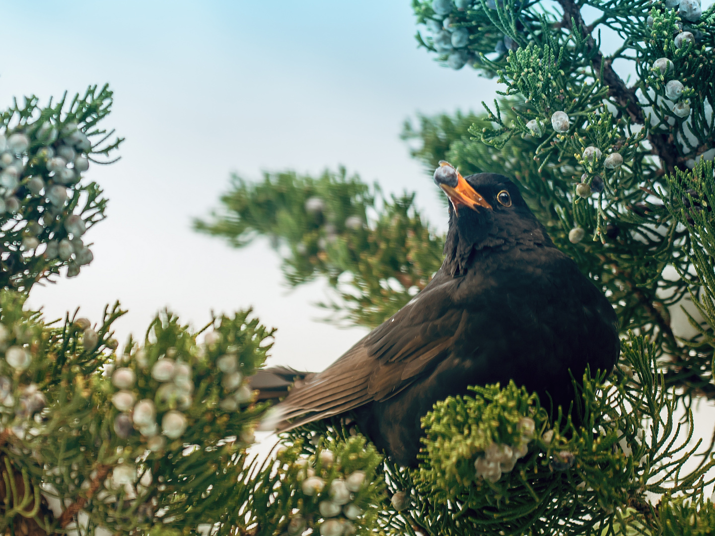 Amsel