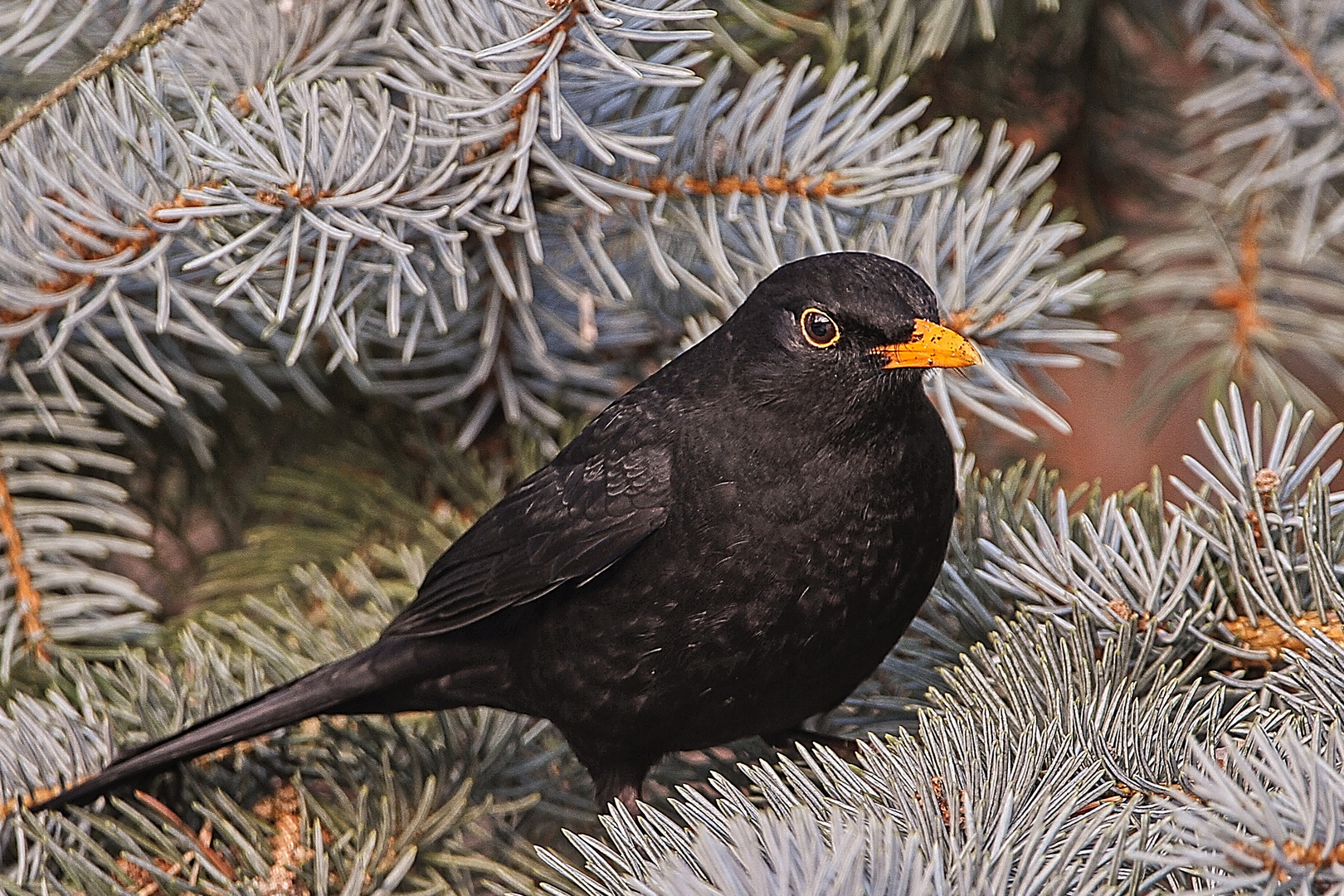 Amsel