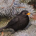 Amsel