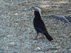 Amsel