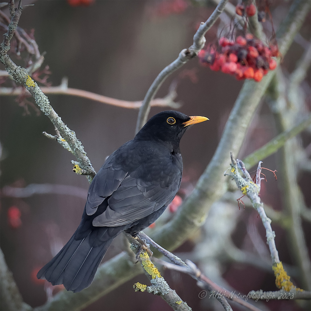 Amsel