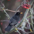 Amsel