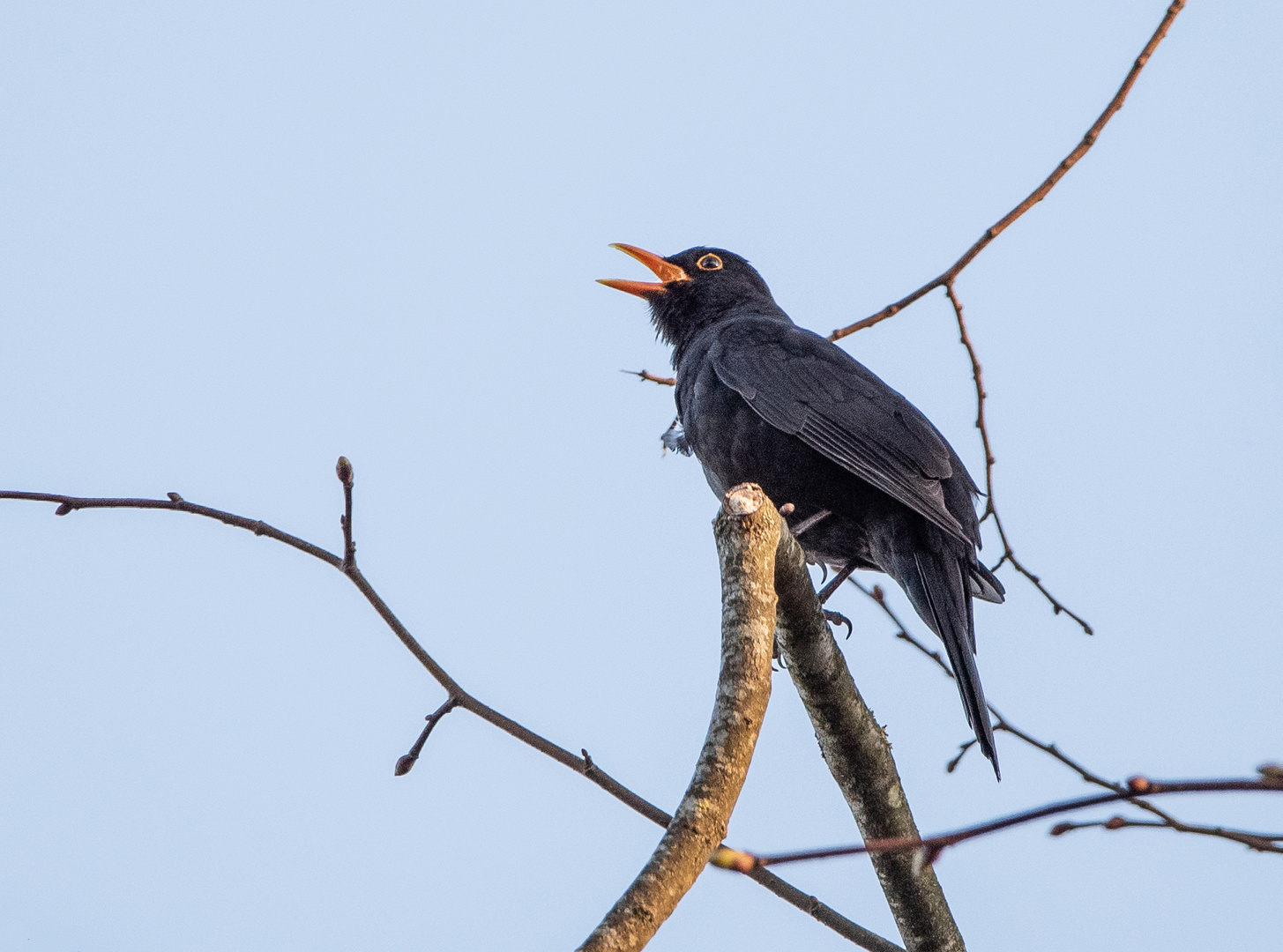 Amsel