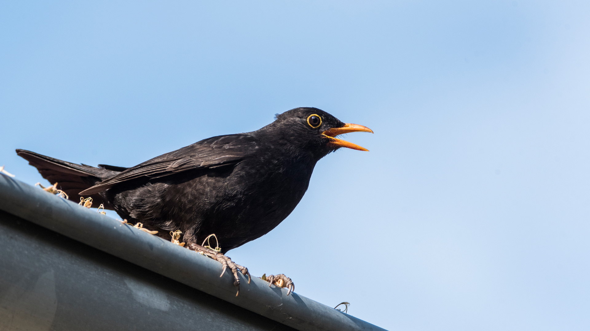 Amsel