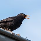 Amsel