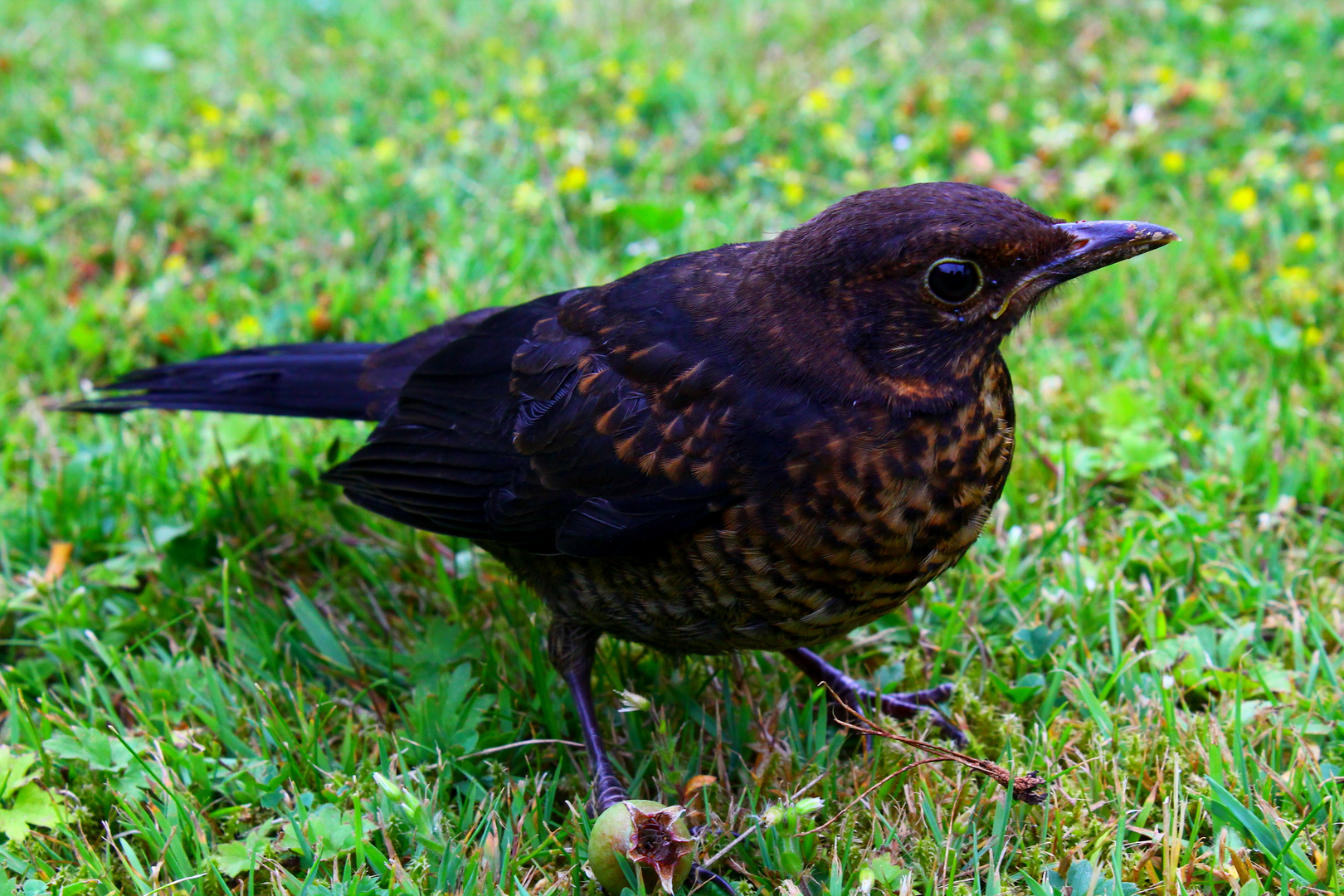 Amsel