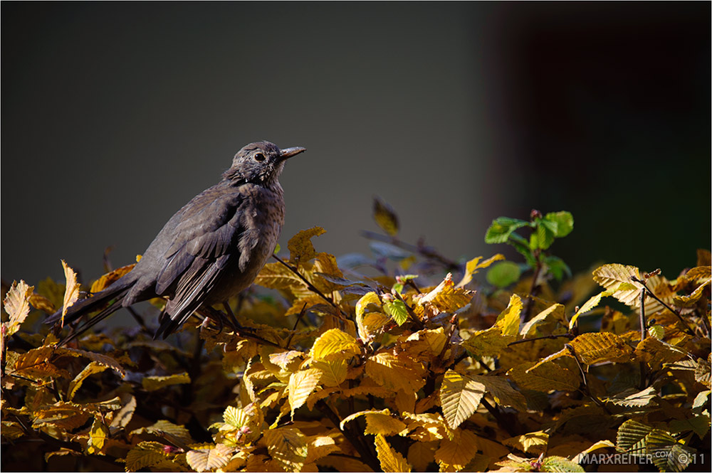 Amsel