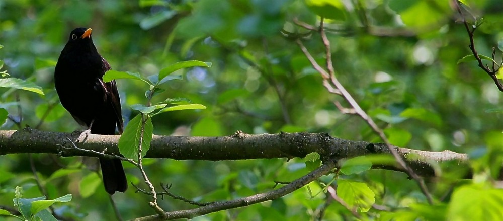 Amsel!