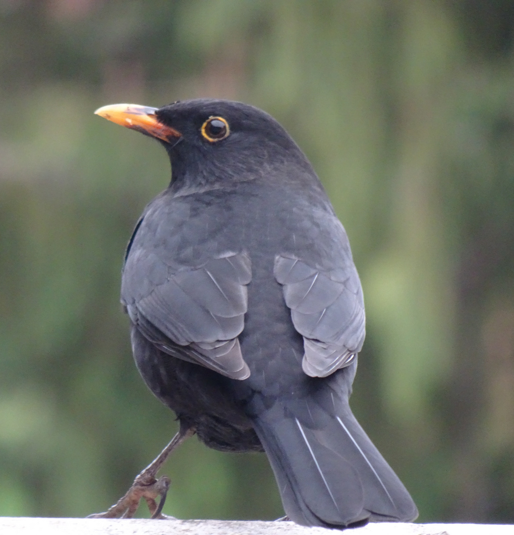 Amsel