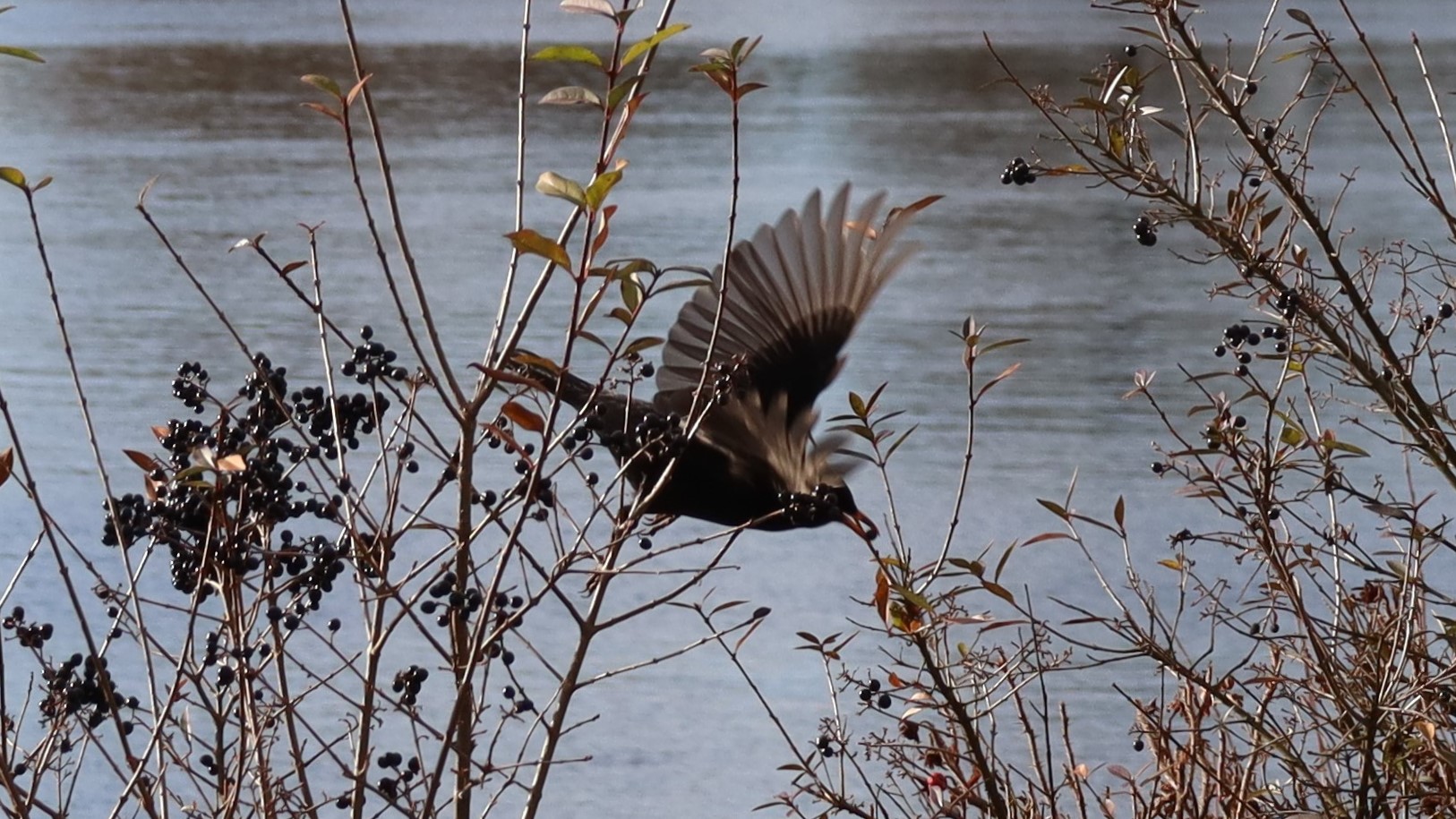 Amsel 4