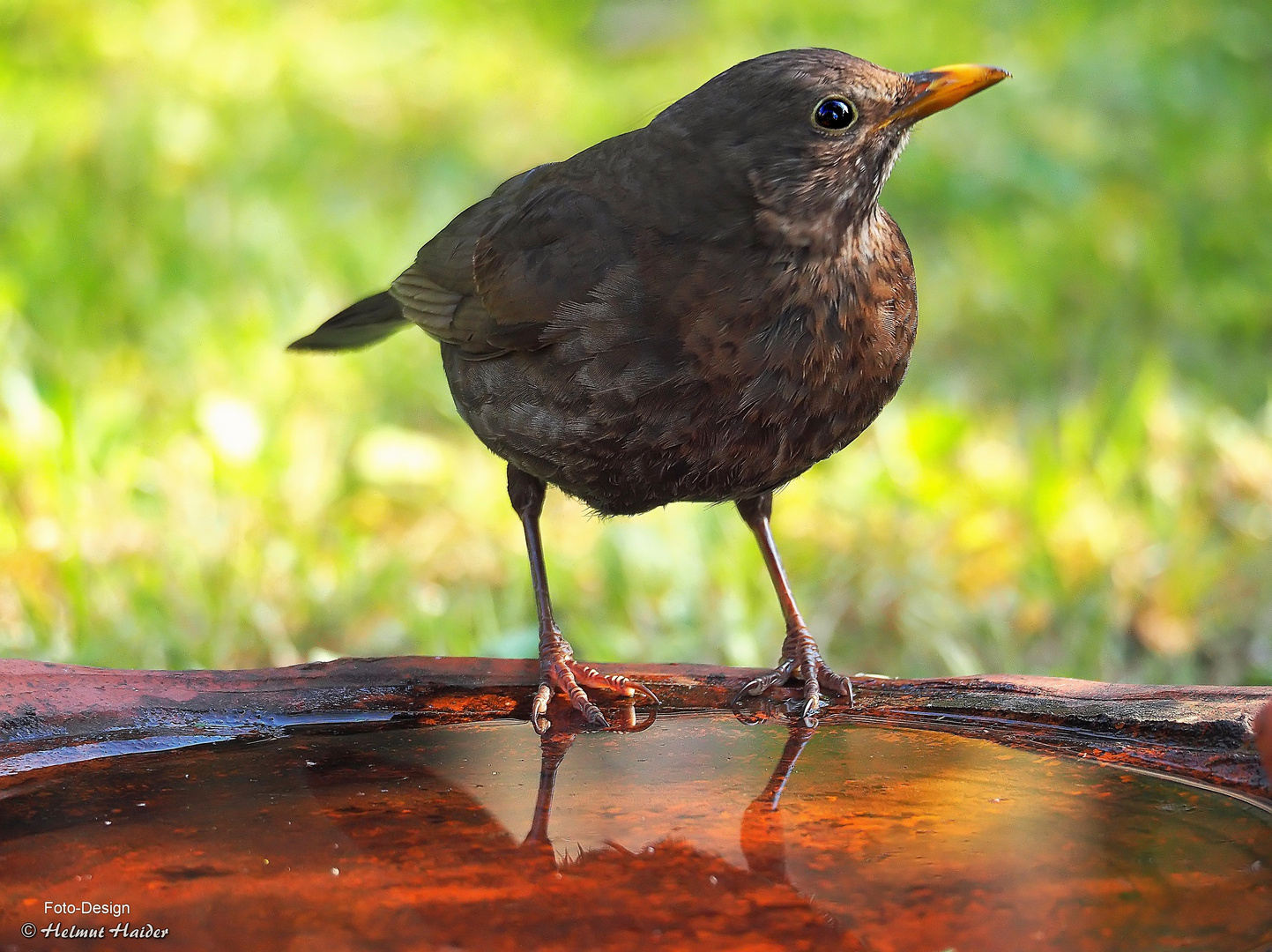 Amsel 